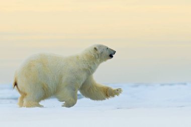 Kutup ayısı Arctic üzerinden