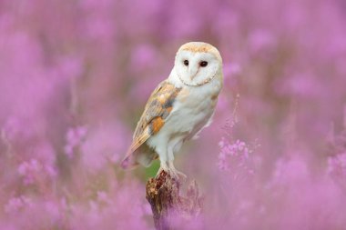 Beautiful owl in pink flowers clipart