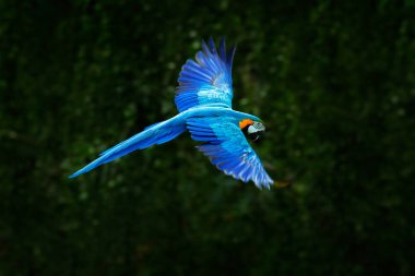 Mavi papağan ile yaban hayatı sahne