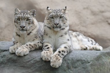 Çift kar leoparı