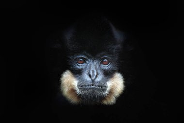 Vahşi sarı yanaklı Gibbon