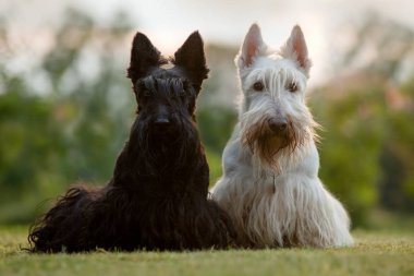 İskoç korkunç köpekler 