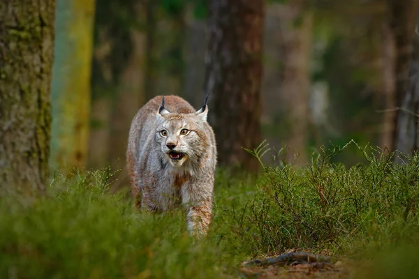 Gato lince en profundo bosque —  Fotos de Stock