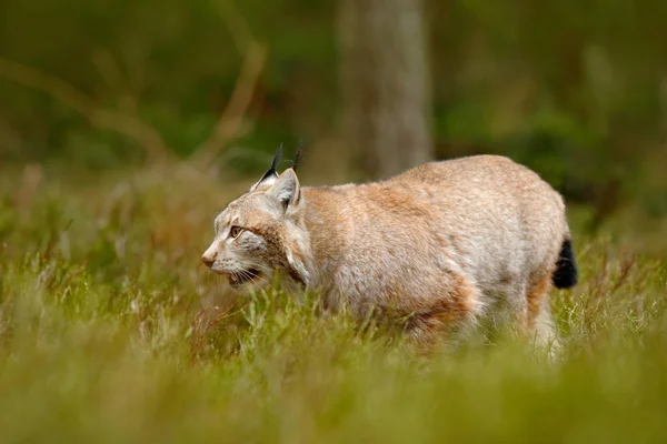 Gato lince en profundo bosque —  Fotos de Stock