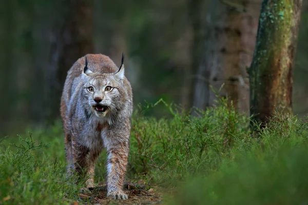 Vahşi kedi Lynx ormandaki — Stok fotoğraf