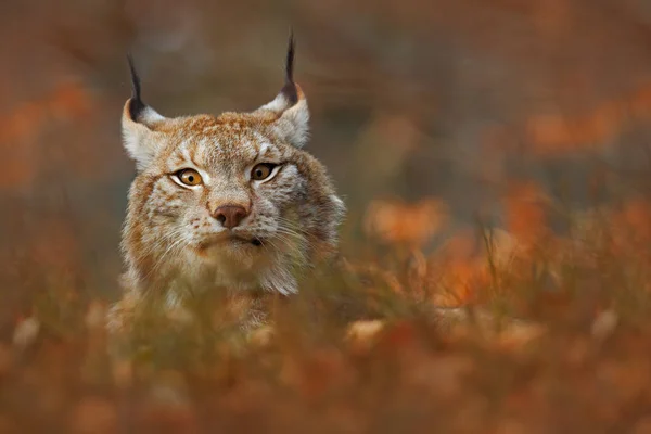 Wild cat Lynx in forest — Stock Photo, Image