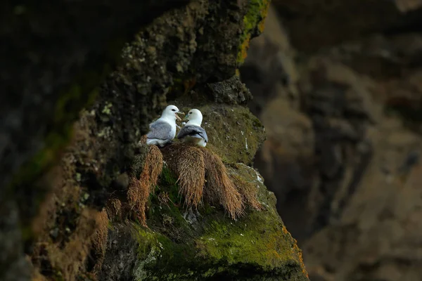 Par de aves en el nido — Foto de Stock