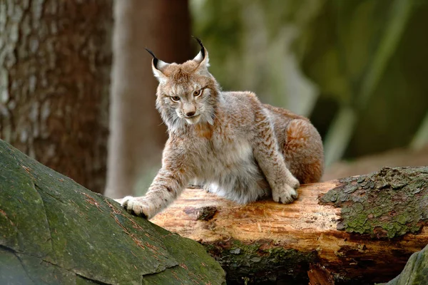 Divoká kočka Lynx v lese — Stock fotografie