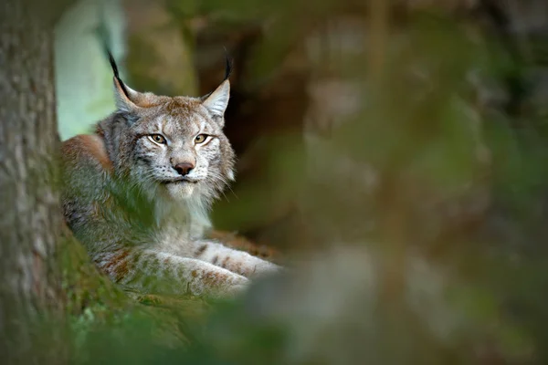 Дикая кошка рысь в лесу — стоковое фото