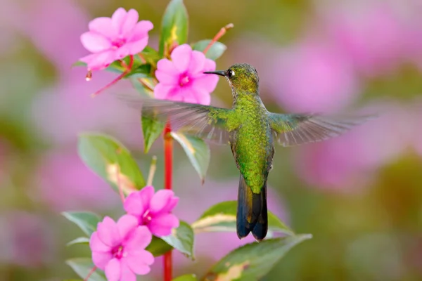 Beautiful Hummingbird and flowers — Stock Photo, Image