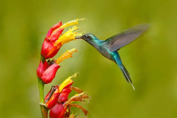 Bellissimo colibrì e fiori — Foto Stock