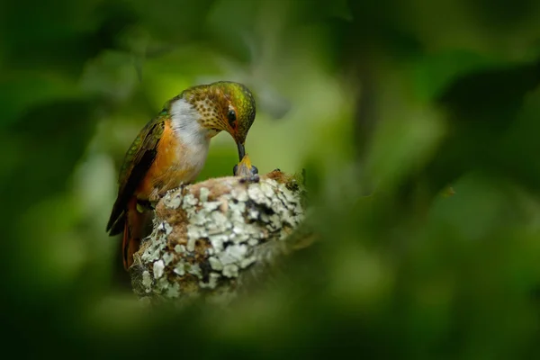 벌 새와 야생 동물 장면 — 스톡 사진