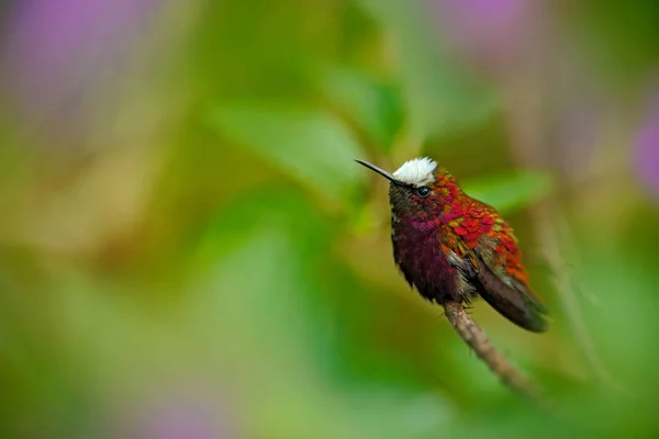 Cena de vida selvagem com Hummingbird — Fotografia de Stock