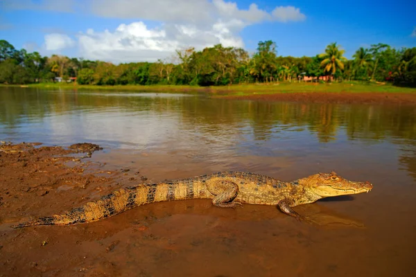 Peligro Cocodrilo en el río —  Fotos de Stock