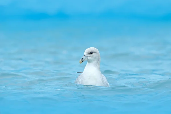 Zangvogels koud ijs blauw water — Stockfoto