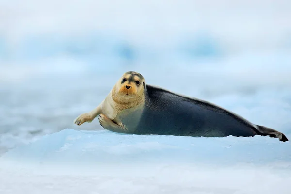 Neve e animali marini — Foto Stock