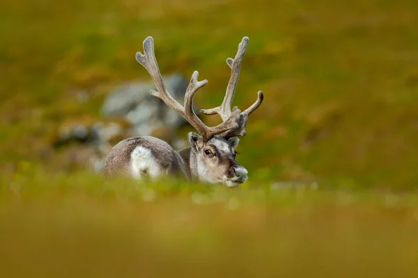 Rena de Svalbard no prado — Fotografia de Stock