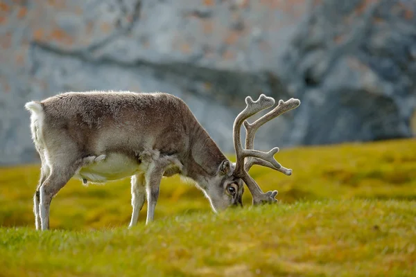 Svalbard rendieren op weide — Stockfoto