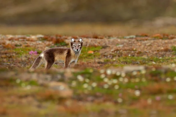 Fuchs in der Frühlingsnatur — Stockfoto