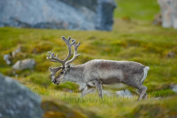 Reno Svalbard en el prado — Foto de Stock