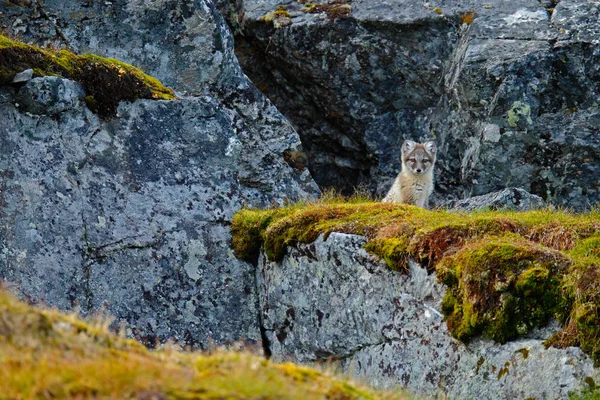 Mignon renard rouge sur les rochers — Photo