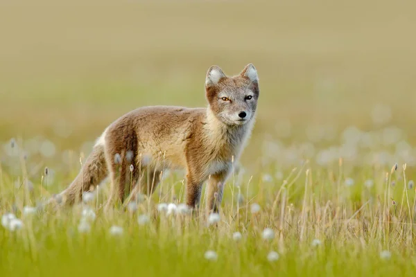 Fuchs in der Frühlingsnatur — Stockfoto