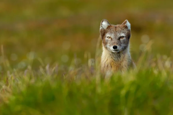 Liška v jarní přírodě — Stock fotografie