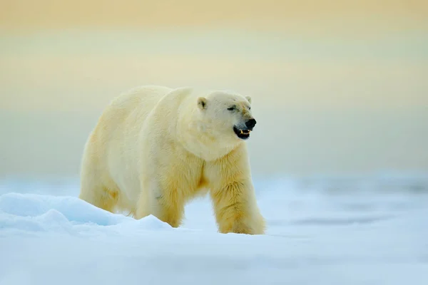 Niedźwiedź polarny z Arktyki — Zdjęcie stockowe