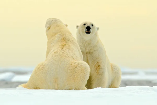 Two polar bears — Stock Photo, Image