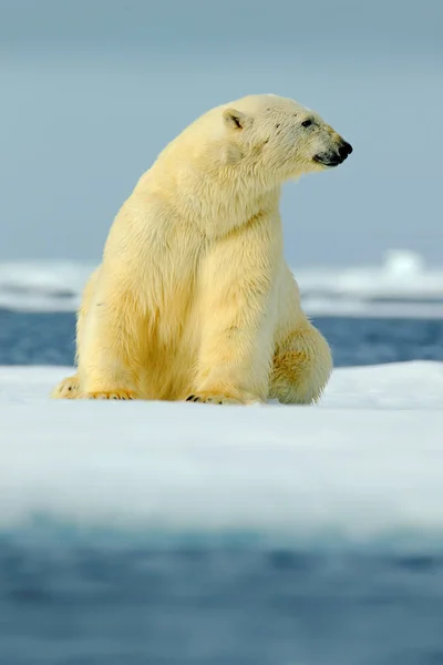 Eisbär aus der Arktis — Stockfoto