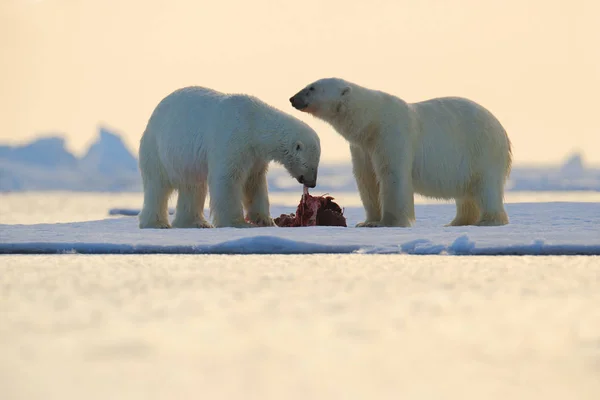 Wildlife scène met beren — Stockfoto