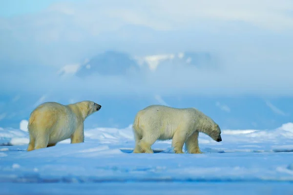 Wildlife scene with bears — Stock Photo, Image