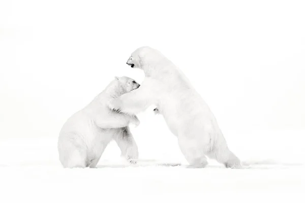 Two polar bears — Stock Photo, Image