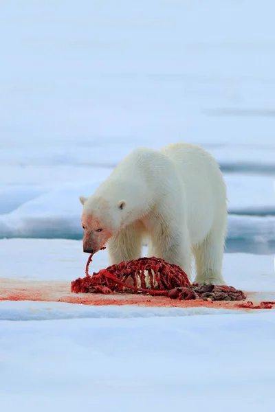 Cena de vida selvagem com urso — Fotografia de Stock