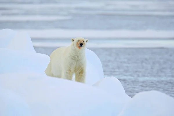 Escena de fauna con oso — Foto de Stock