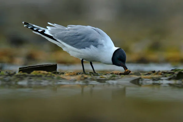 Beautiful big gull — Stock Photo, Image