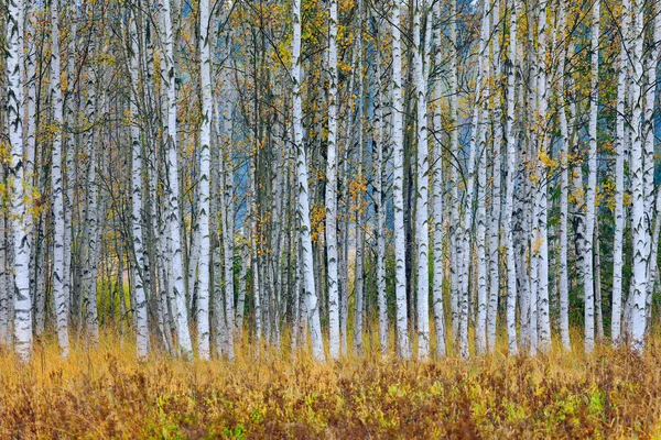 Höst träd i skogen — Stockfoto