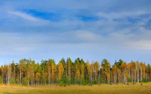 Herfstbomen in het bos — Stockfoto