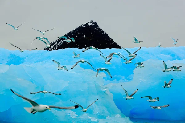 Oiseaux avec belle glace bleue — Photo