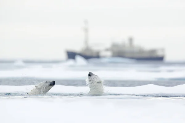 Scène animalière avec ours — Photo