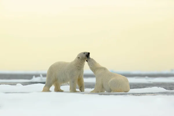 Cena de vida selvagem com ursos polares — Fotografia de Stock