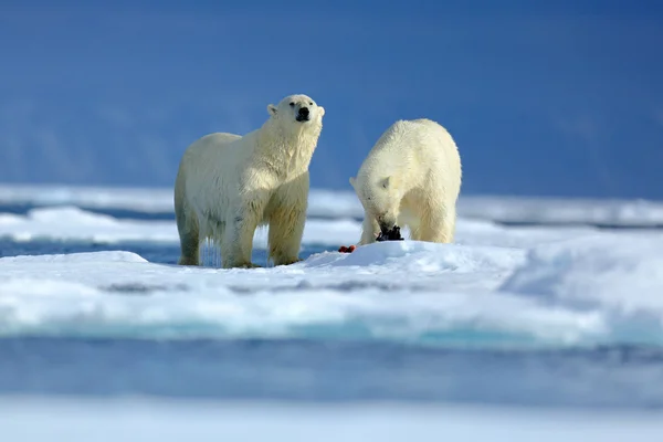 Escena de vida salvaje con osos polares — Foto de Stock