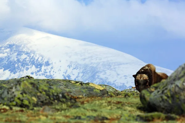 Musk Ox in forest — Stock Photo, Image