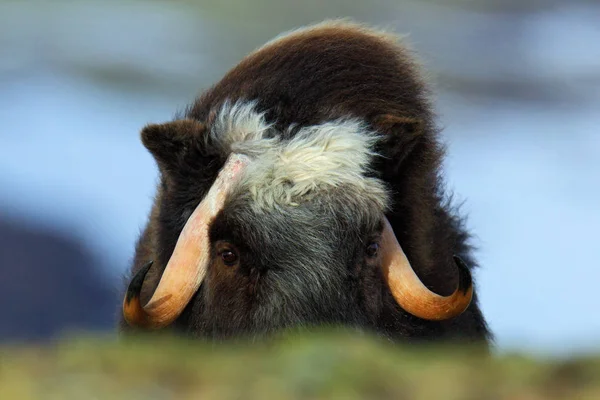 Musk Ox in forest — Stock Photo, Image