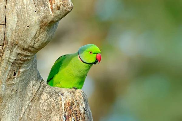 Wildlife scène met groene papegaai — Stockfoto