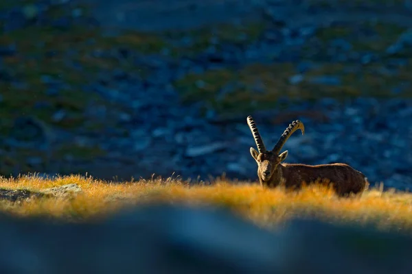 Gewei Alpine Ibex — Stockfoto