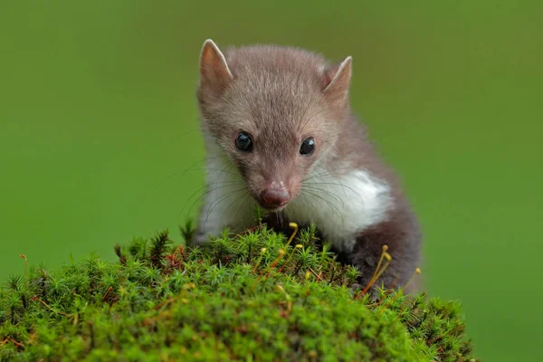 Marder im Wald — Stockfoto