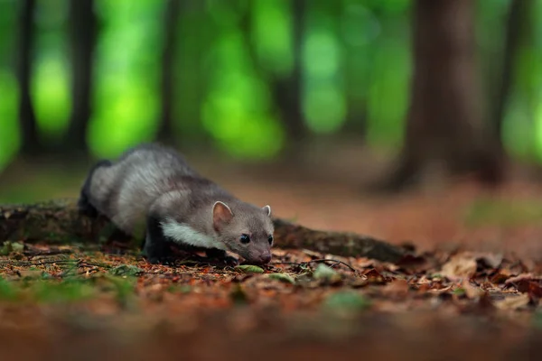 Beech marten in forest — Stock Photo, Image