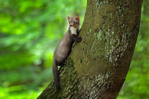 Cute Beech marten — Stock Photo, Image