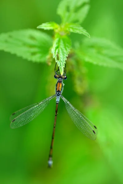 Природна сцена з Dragonfly — стокове фото